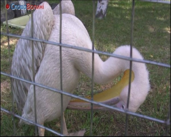 Як живе пелікан у луцькому зоопарку. ФОТО. ВІДЕО