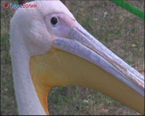 Як живе пелікан у луцькому зоопарку. ФОТО. ВІДЕО