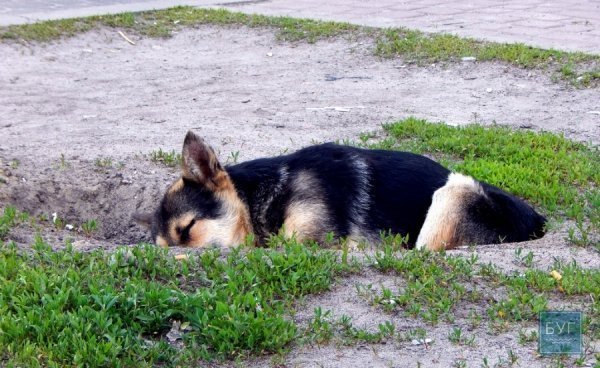 Село на Волині живе справами митниці. ФОТО
