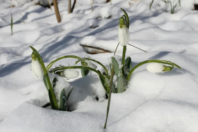 У місті на Волині зацвіли підсніжники. ФОТО