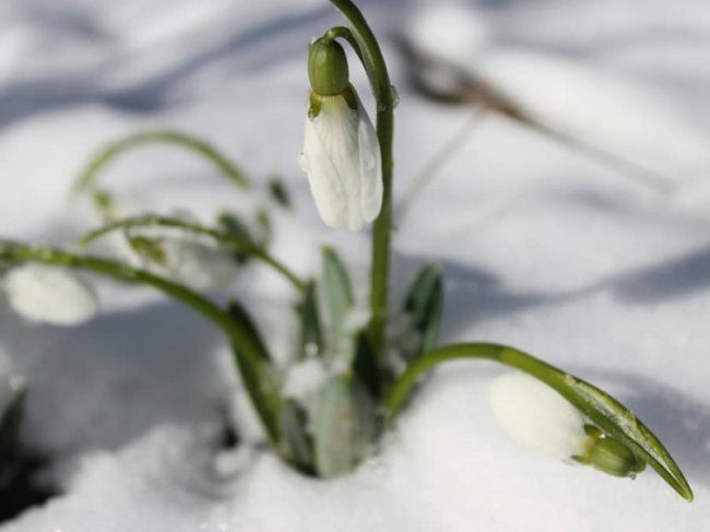 У місті на Волині зацвіли підсніжники. ФОТО
