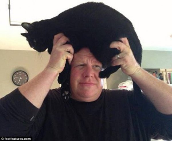 Нова інтернет-розвага: перуки з котів. ФОТО