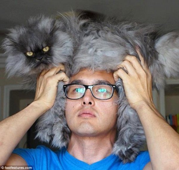 Нова інтернет-розвага: перуки з котів. ФОТО