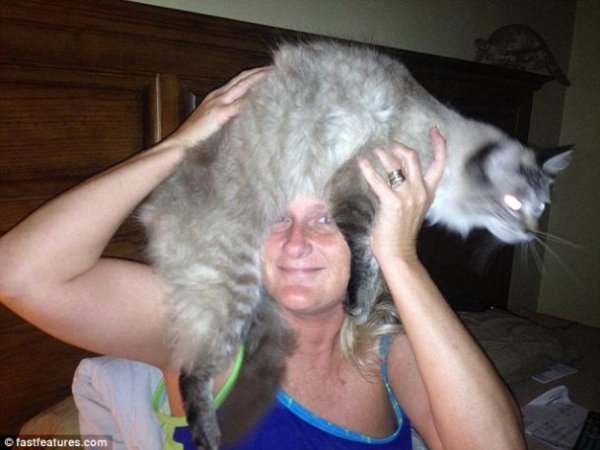 Нова інтернет-розвага: перуки з котів. ФОТО