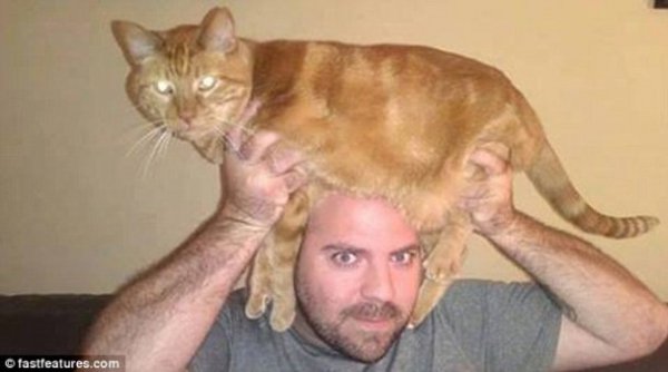 Нова інтернет-розвага: перуки з котів. ФОТО