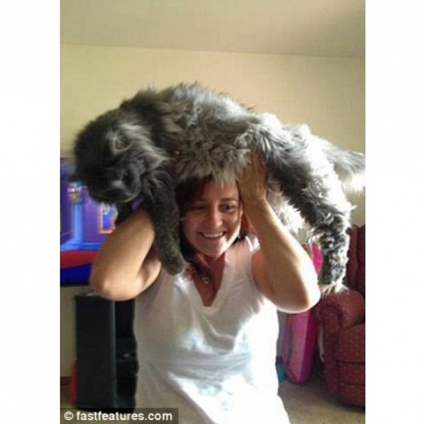 Нова інтернет-розвага: перуки з котів. ФОТО