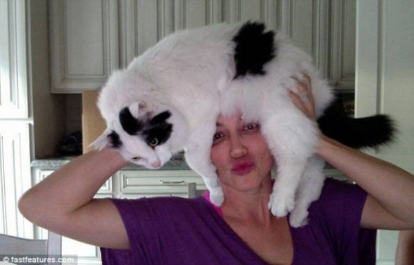 Нова інтернет-розвага: перуки з котів. ФОТО