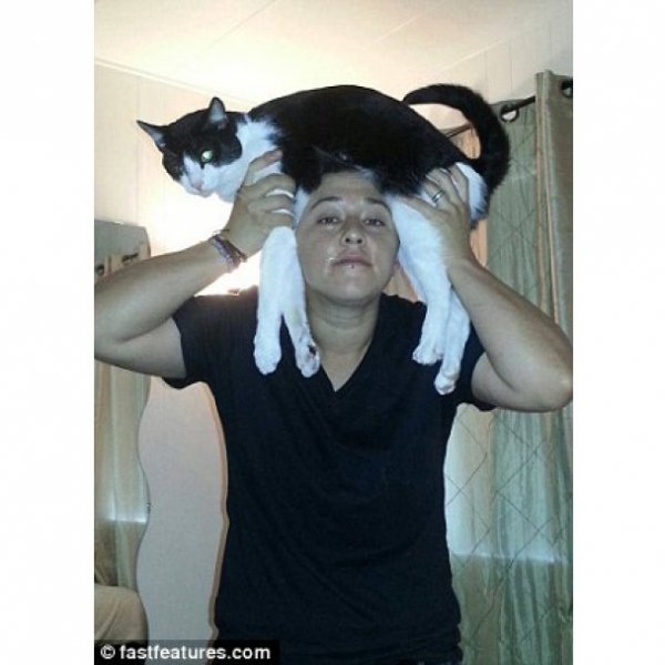 Нова інтернет-розвага: перуки з котів. ФОТО