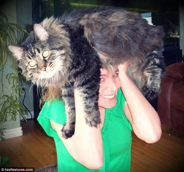 Нова інтернет-розвага: перуки з котів. ФОТО