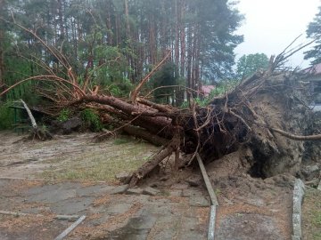 Дерева повиривало з корінням: наслідки буревію на Волині. ФОТО, ВІДЕО