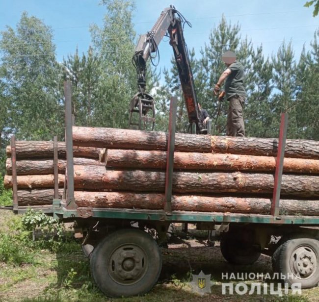 Зрізані колоди сховали у лісосмузі: на Волині знайшли крадену деревину. ФОТО