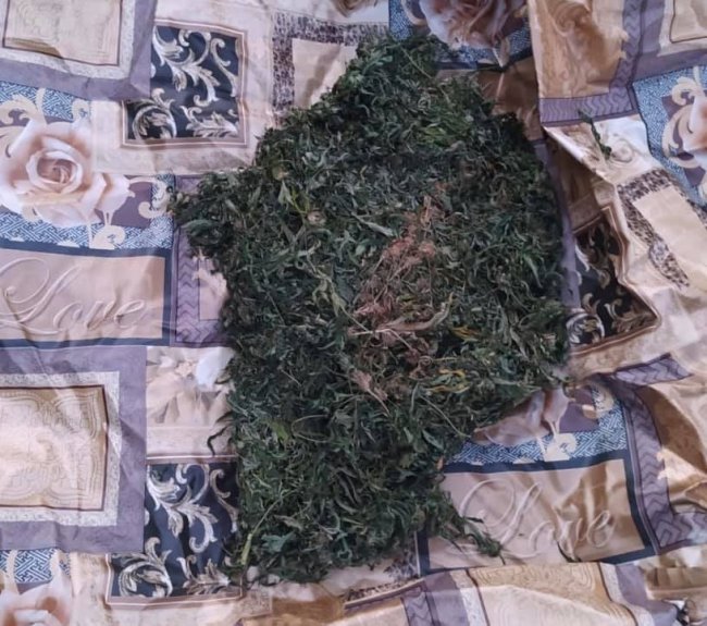 Волинянин вирощував і продавав канабіс. ФОТО