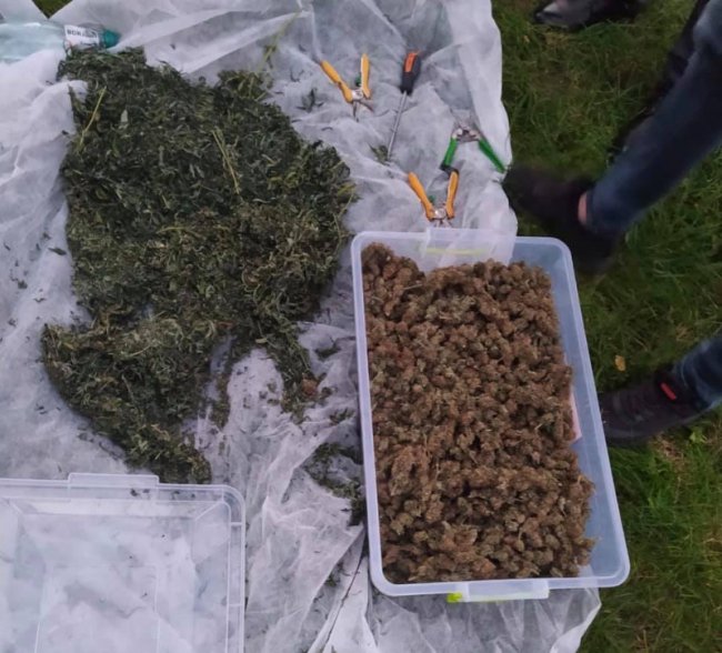 Волинянин вирощував і продавав канабіс. ФОТО