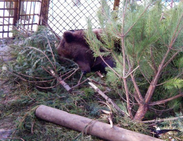 Викинуті новорічні ялинки «пустили» на корм звірям. ФОТО