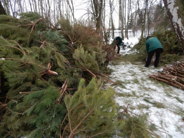 Викинуті новорічні ялинки «пустили» на корм звірям. ФОТО