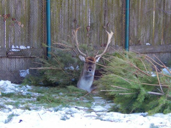 Викинуті новорічні ялинки «пустили» на корм звірям. ФОТО
