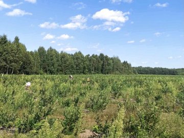 На Камінь-Каширщині на плантаціях лохини виявили нелегальних працівників