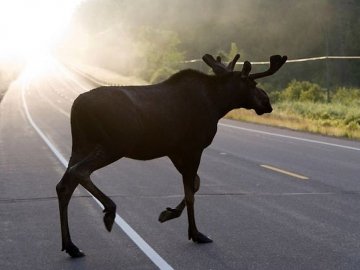 Уночі лось вибіг на трасу і побив декілька машин. ФОТО