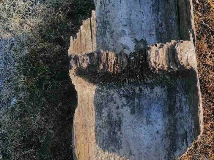 На Волині вивчають 1650-літній човен-довбанку, знайдений навесні у річці Турія