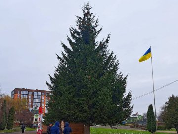 У Володимирі прикрасять живу ялинку