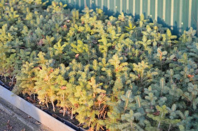 За скільки можна купити новорічну ялинку на Волині