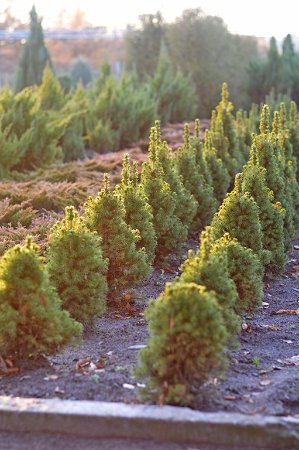 За скільки можна купити новорічну ялинку на Волині