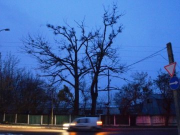 У Луцьку величезні сухі дерева можуть гепнутися просто на дорогу. ФОТО