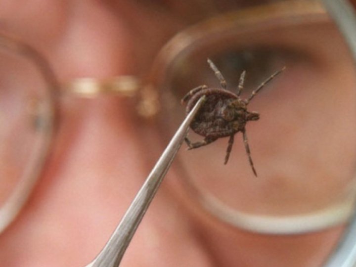 Кліщовий енцефаліт: 21 із 27 випадків в Україні зареєстрували на Волині 