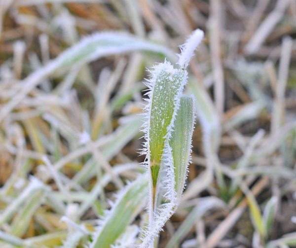 Волинь в льодяному тумані. ФОТО