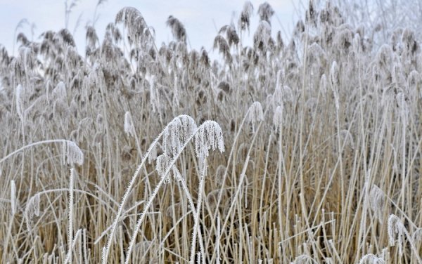 Волинь в льодяному тумані. ФОТО