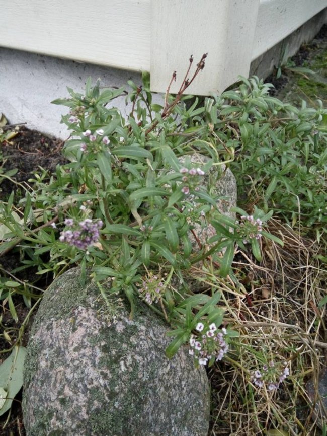 Тепла зима в Шацьку: квітнуть троянди та розпускаються бруньки