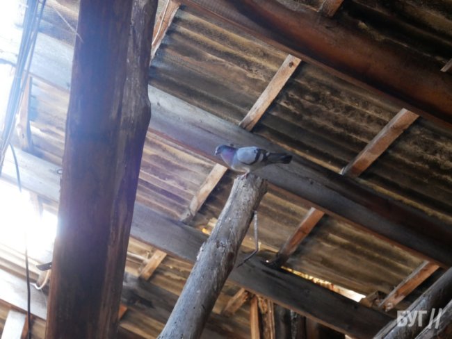 «Дах може впасти будь-якої миті»: у місті на Волині мешканці багатоповерхівки б’ють на сполох через аварійність