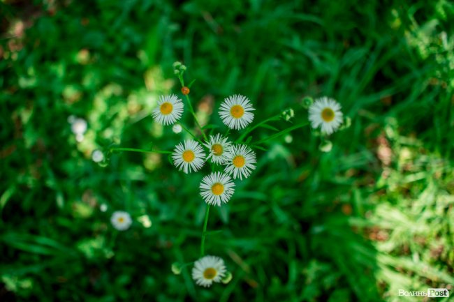 Літо у луцькому парку. ФОТО