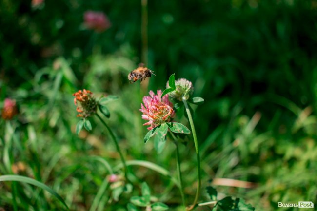 Літо у луцькому парку. ФОТО