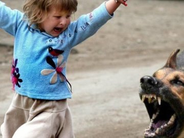 Безпритульний пес напав на дитину у Луцьку