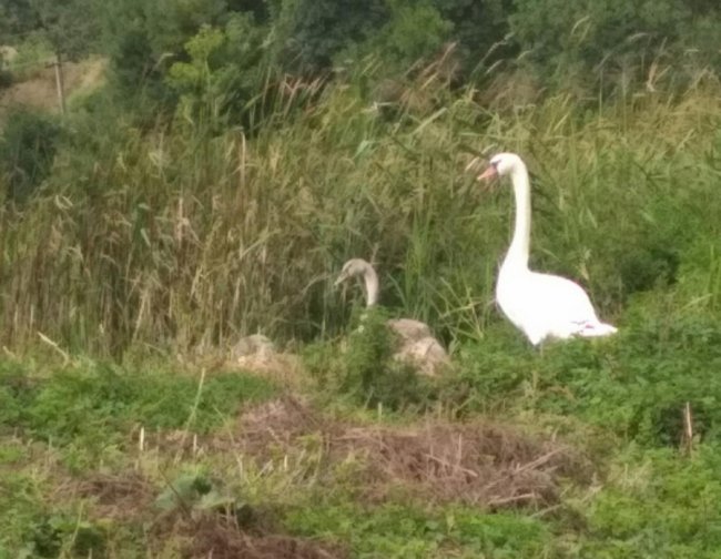Весна іде: лебедина сім'я повернулася на рідний волинський ставок. ВІДЕО