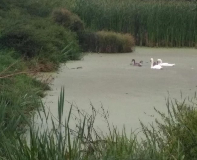 Весна іде: лебедина сім'я повернулася на рідний волинський ставок. ВІДЕО