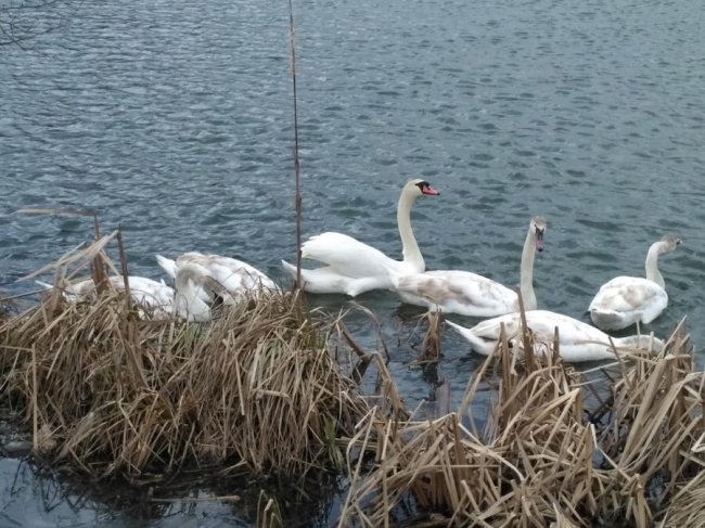 Весна іде: лебедина сім'я повернулася на рідний волинський ставок. ВІДЕО