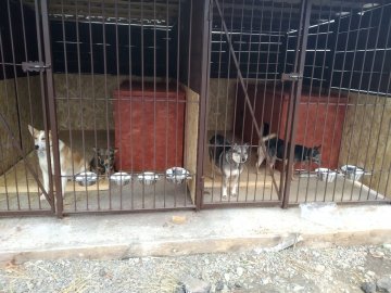 Собак, яких утримувала самотня пенсіонерка з Луцька, передали до КП «Ласка»