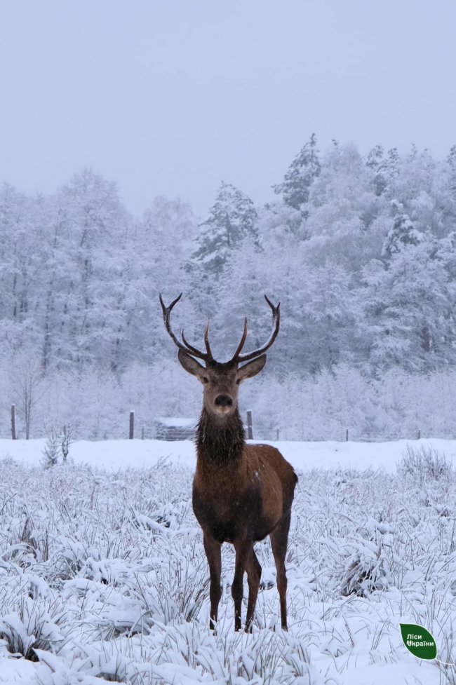 Провели «перепис» диких звірів у лісах Волині