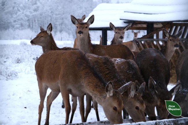 Провели «перепис» диких звірів у лісах Волині