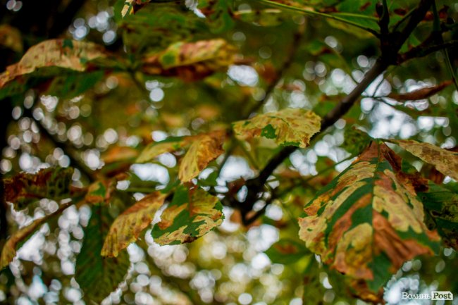 Літній листопад: чому «лисіють» луцькі каштани. ФОТО