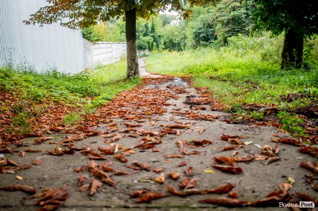 Літній листопад: чому «лисіють» луцькі каштани. ФОТО