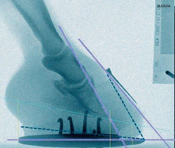 10 незвичайних рентгенівських знімків. ФОТО