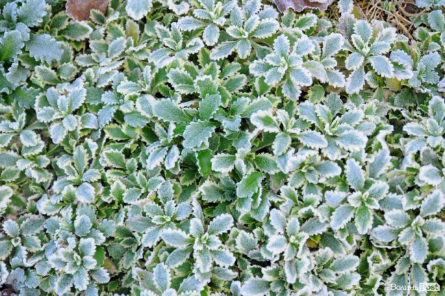 Паморозь і густий туман: чарівний ранок у Луцьку. ФОТО