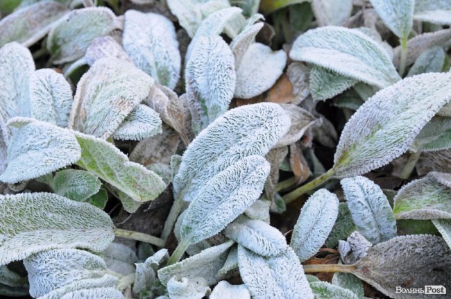 Паморозь і густий туман: чарівний ранок у Луцьку. ФОТО