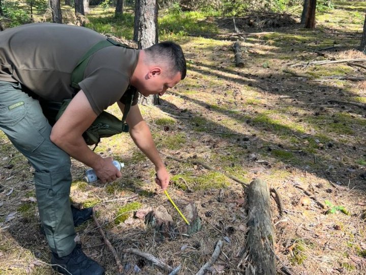 На Волині виявили масштабну незаконну вирубку дерев на понад 18 мільйонів
