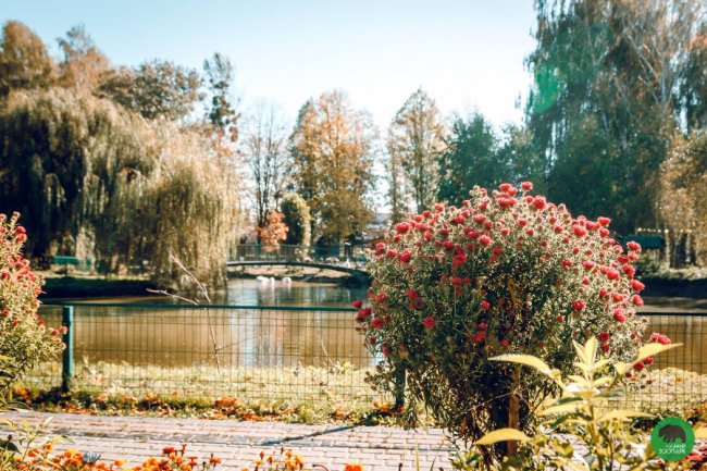 Жовтогаряча осінь у Луцькому зоопарку. ФОТО