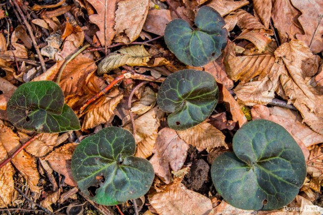 Перший день весни у «волинській Швейцарії». ФОТОРЕПОРТАЖ
