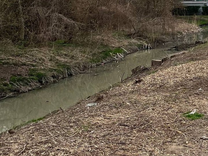 У Луцьку вздовж Сапалаївки вирізали дорослі дерева: архітектор заявив про знищення екосистеми